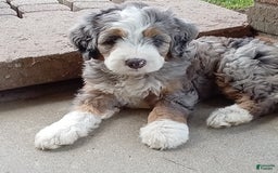 Mini Bernedoodle dogs for sale: Mia - Image 11