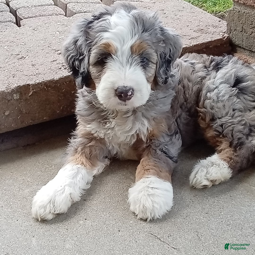 Mini Bernedoodle dogs for sale: Mia - Image 11