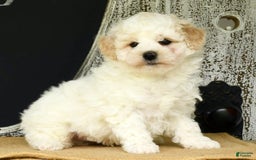 Havapoo dogs for sale: Rover - Image 6