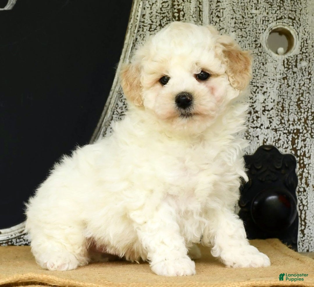 Havapoo dogs for sale: Rover - Image 6