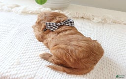 Cavapoo dogs for sale: Flash - Image 9