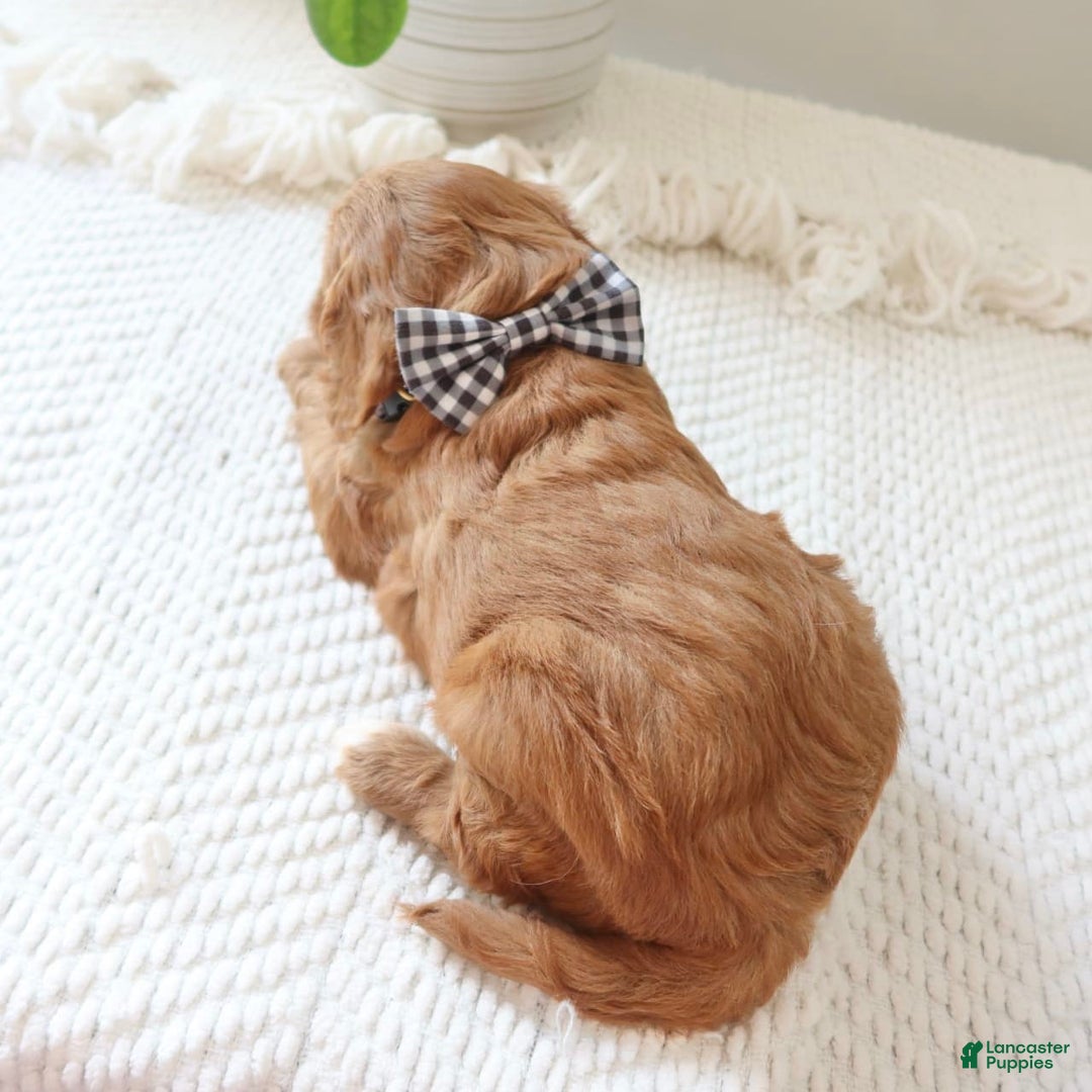 Cavapoo dogs for sale: Flash - Image 9