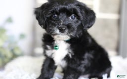 Yorkiepoo dogs for sale: Arrow - Image 8
