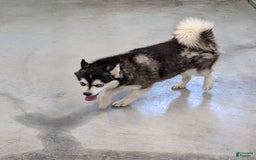Alaskan Klee Kai dogs for sale: Snowball - Image 4