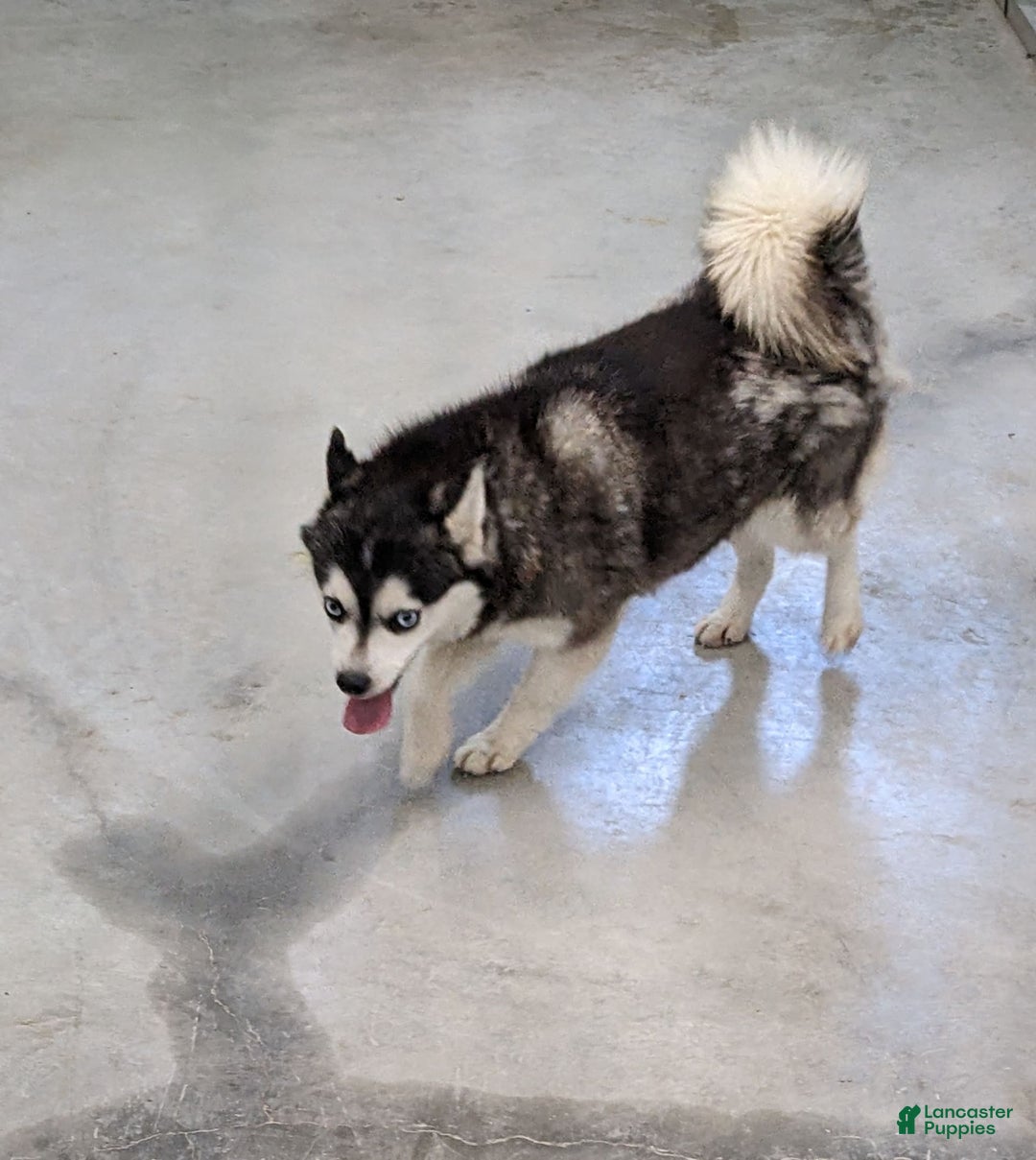Alaskan Klee Kai dogs for sale: Snowball - Image 4