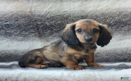 Miniature Dachshund dogs for sale: Trooper - Image 2