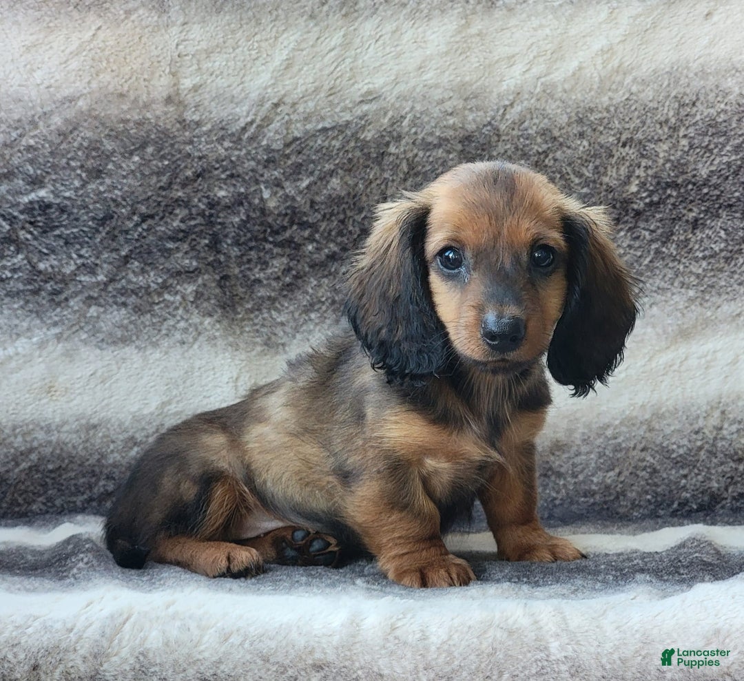 Miniature Dachshund dogs for sale: Trooper - Image 2