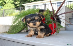 Yorkshire Terrier dogs for sale: Tiny Tim - Image 3