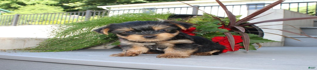 Tiny Tim