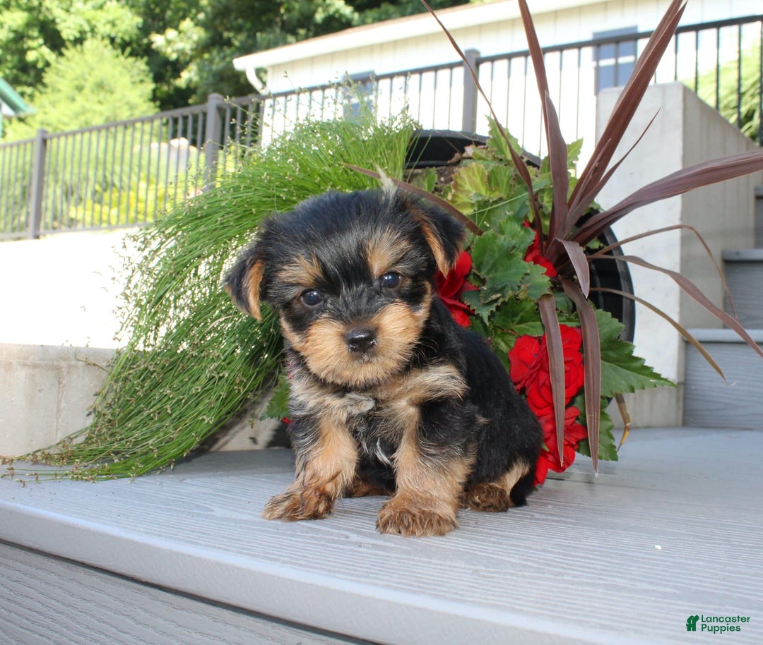 Yorkshire Terrier dogs for sale: Tiny Tim - Image 3
