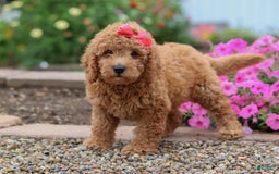 Mini Goldendoodle dogs for sale: Marble - Image 2