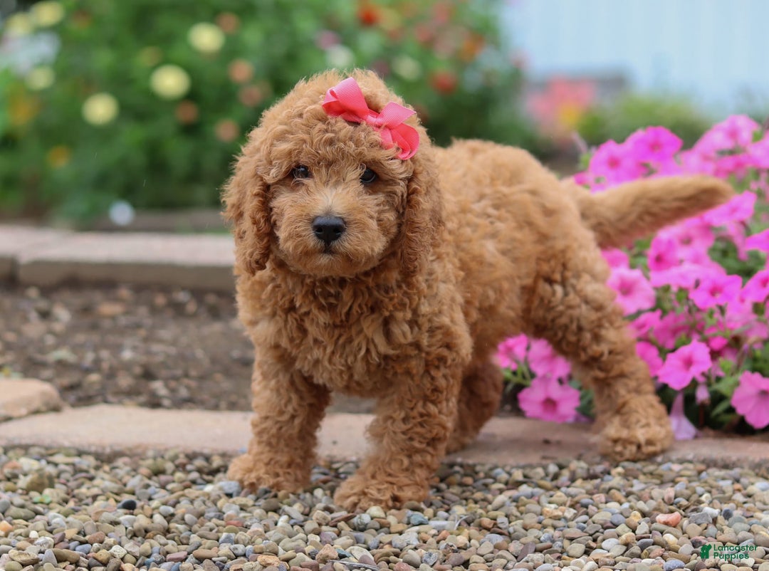 Mini Goldendoodle dogs for sale: Marble - Image 2