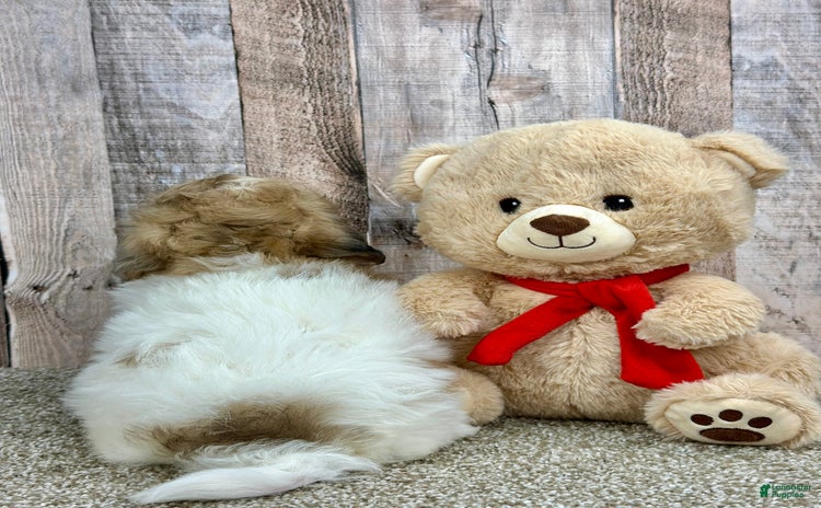Shihpoo dogs for sale - Ad 1