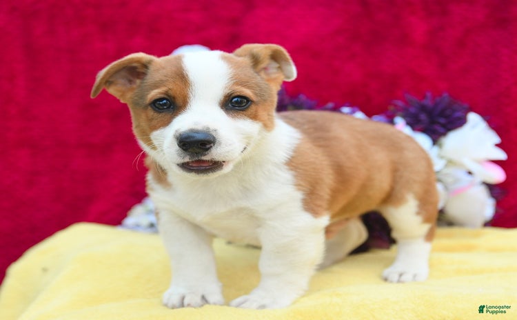 Welsh Corgi Pembroke dogs - Advert 5