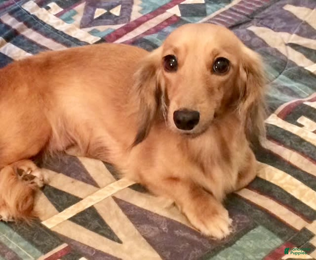 Miniature Dachshund dogs for sale: Summer - Image 9