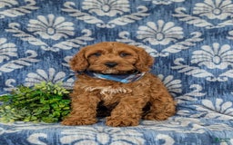 Cockapoo dogs for sale: Fitzgerald - Image 9