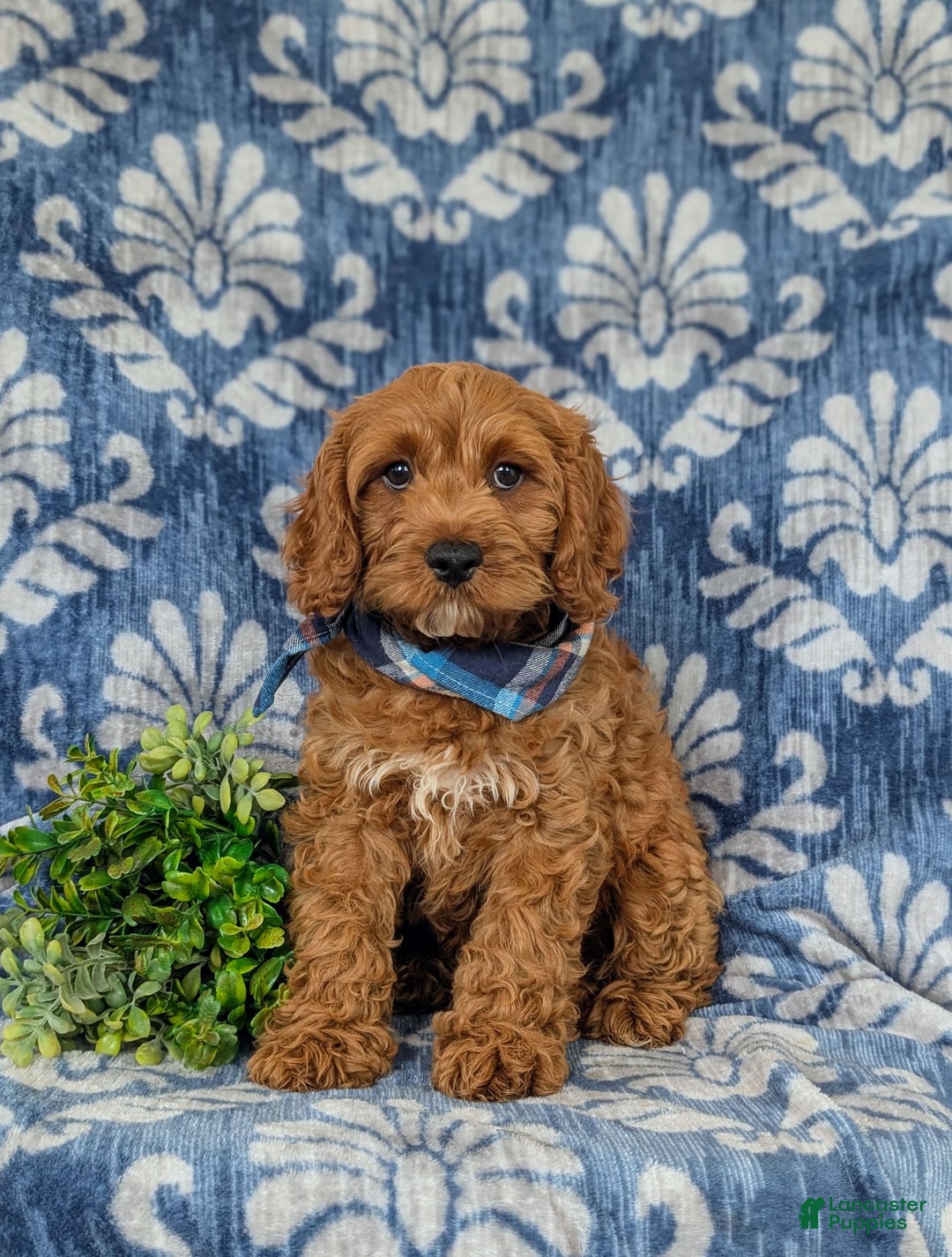 Cockapoo dogs for sale: Fitzgerald - Image 9