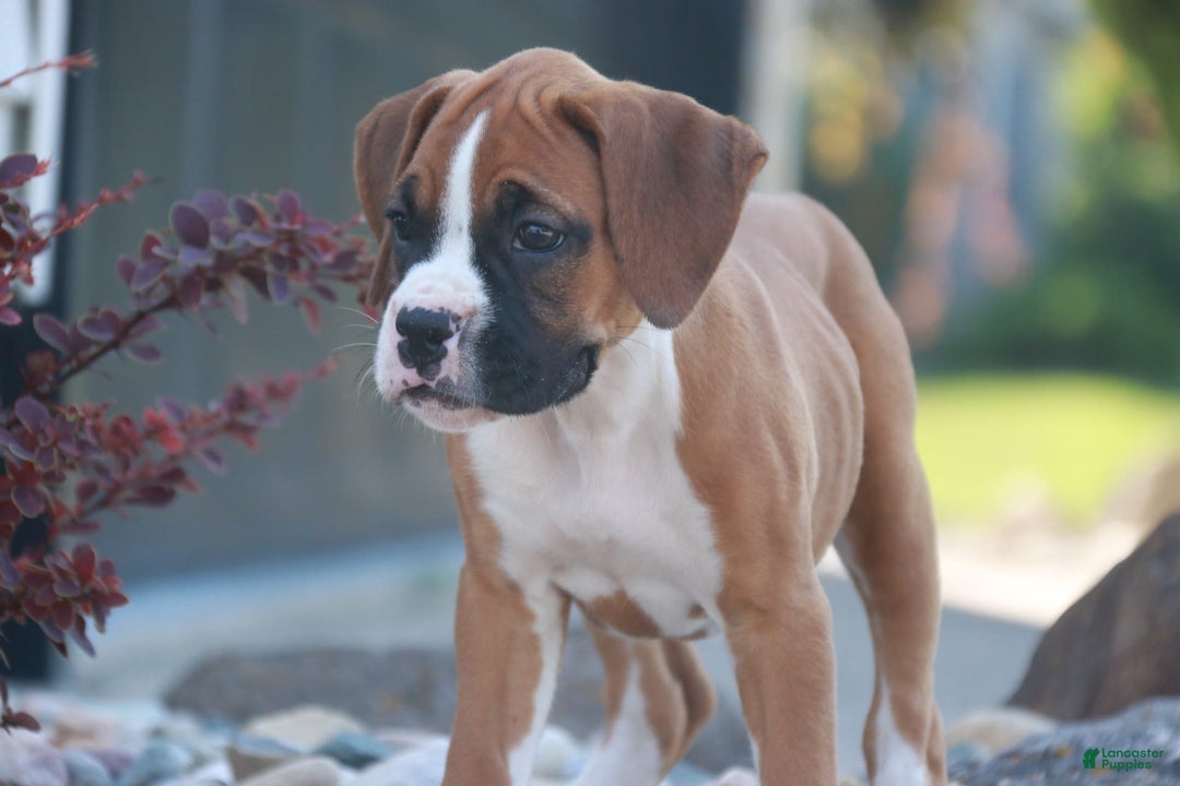 Boxer dogs for sale: Stacy - Image 4