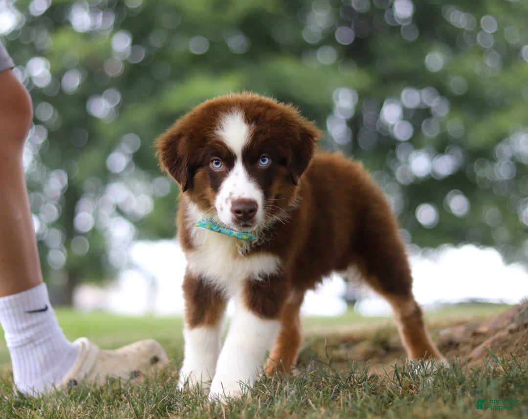 Australian Shepherd dogs for sale: Snorkel - Image 11