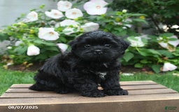 Teddy Bear dogs for sale: Jupiter - Image 2