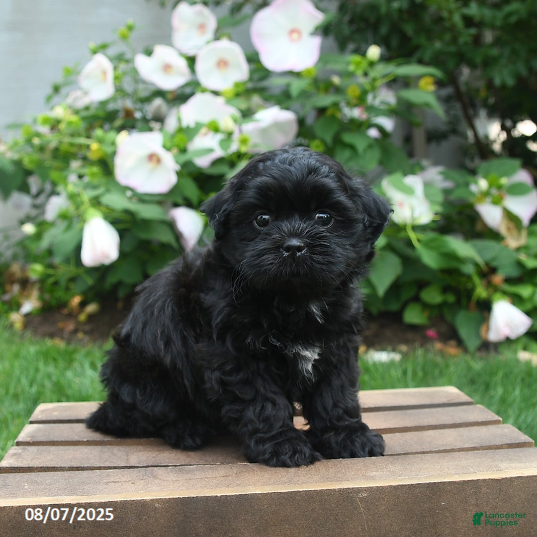 Teddy Bear dogs for sale: Jupiter - Image 2