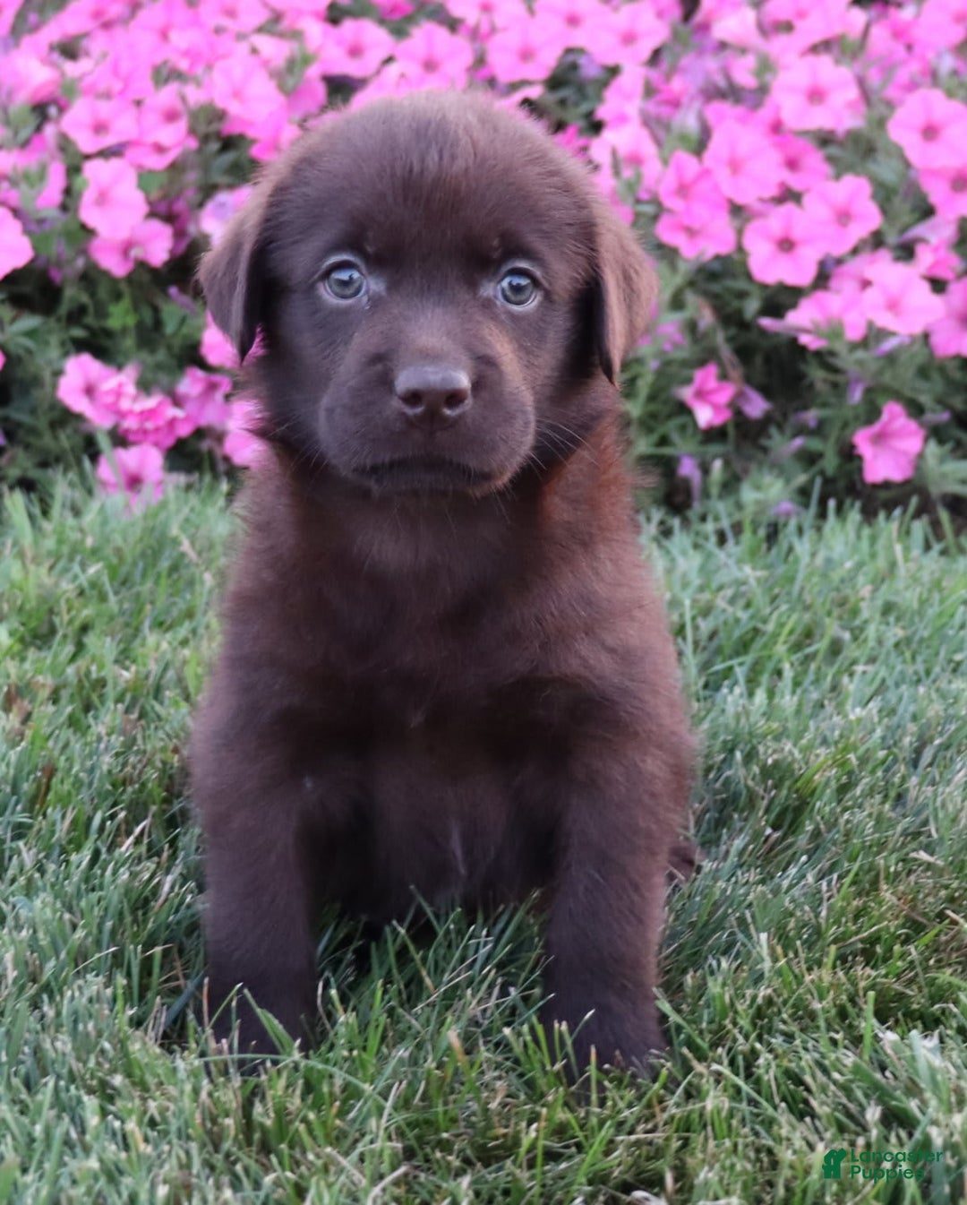 Labrador Retriever dogs for sale: Poppy - Image 5