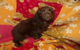 Aussiedoodle dogs for sale: BROWNIE - Image 4