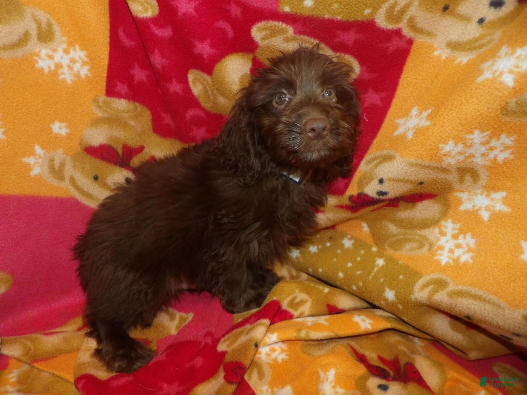 Aussiedoodle dogs for sale: BROWNIE - Image 4