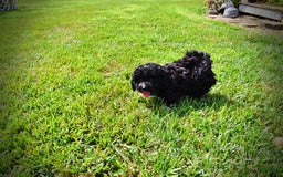 Havapoo dogs for sale: Echo - Image 2