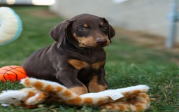 Doberman Pinscher dogs for sale: Doberman Pinscher 7 puppies - Image 8