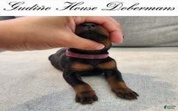 Doberman Pinscher dogs for sale: Pink Collar Female - Image 7
