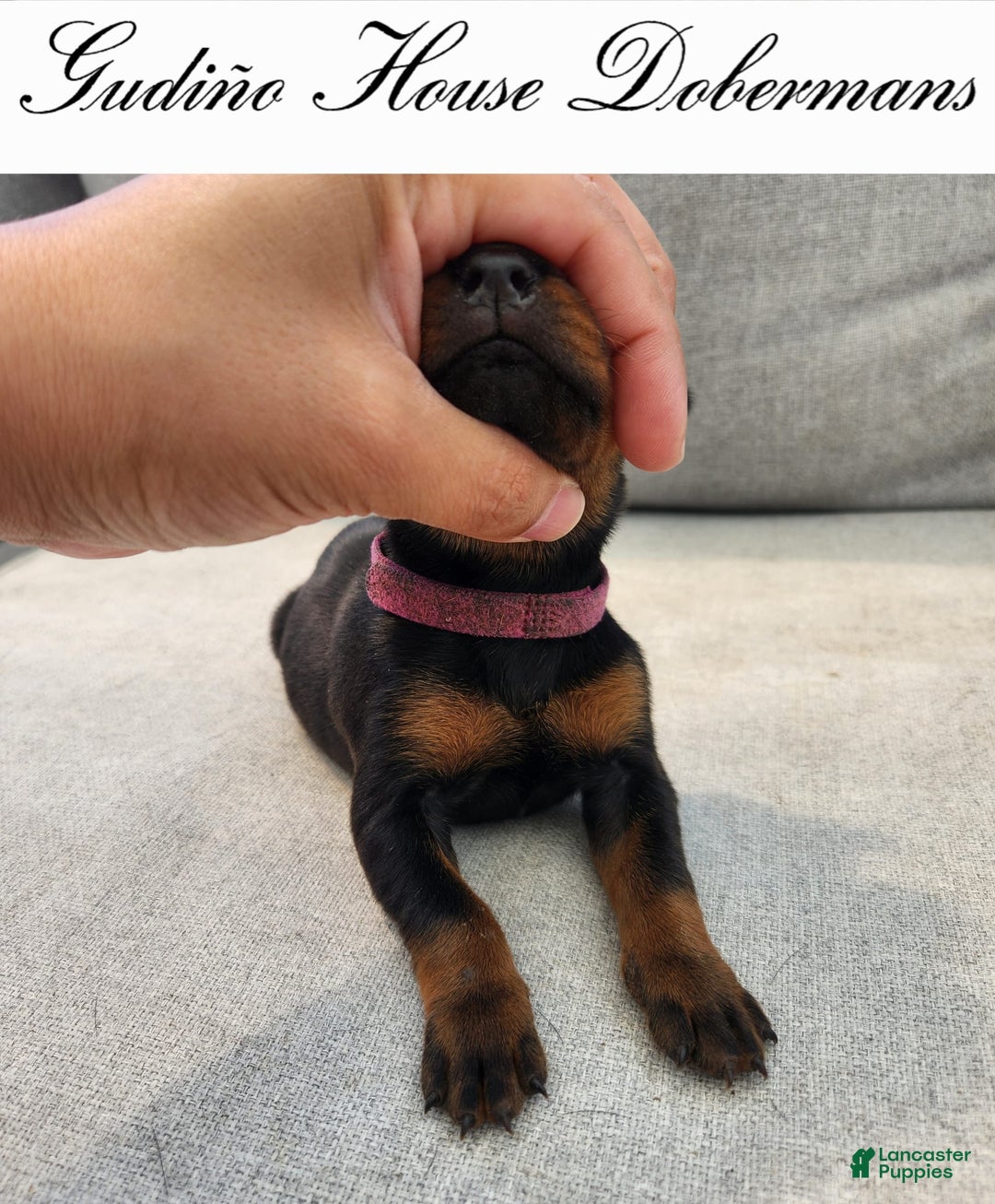 Doberman Pinscher dogs for sale: Pink Collar Female - Image 7