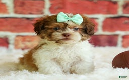 Shih Tzu dogs for sale: Rusty - Image 9