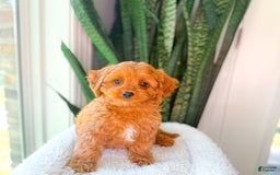Cavapoo dogs for sale: Ike - Image 2