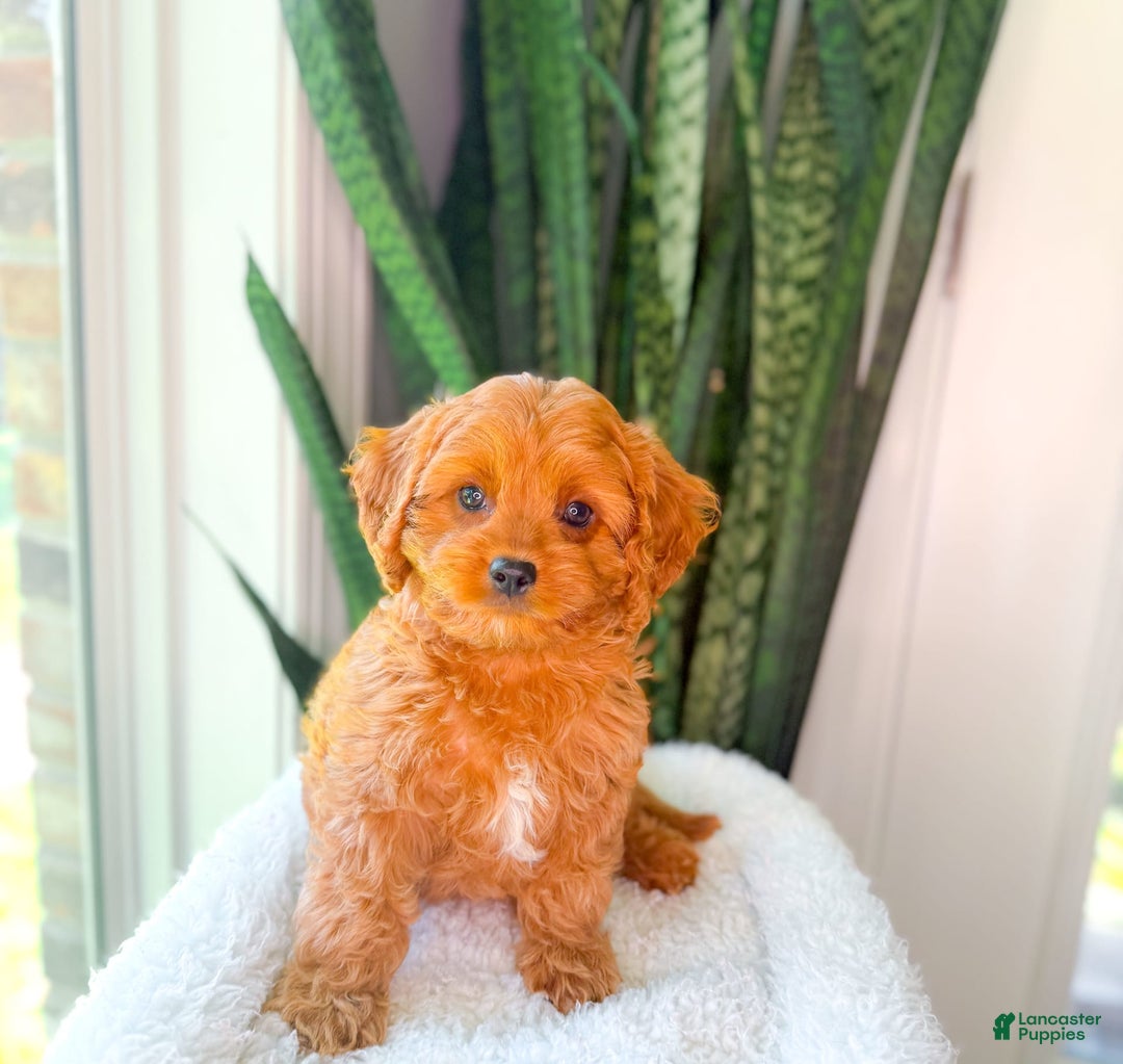 Cavapoo dogs for sale: Ike - Image 2