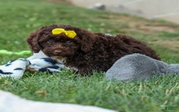 Cockapoo dogs for sale: Bess - Image 5