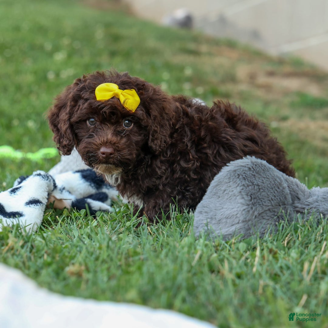 Cockapoo dogs for sale: Bess - Image 5
