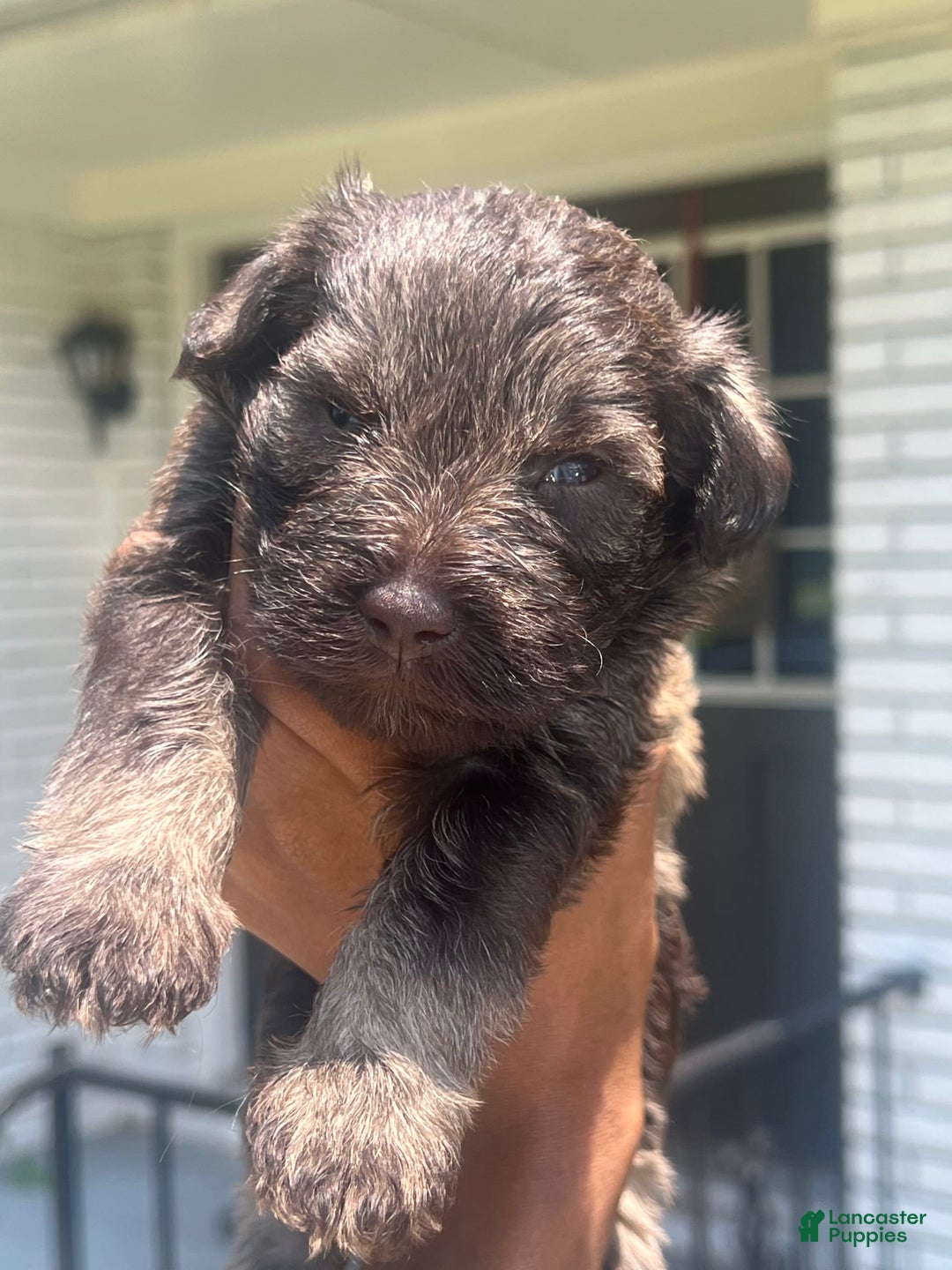 Miniature Schnauzer dogs for sale: Bruno - Image 4