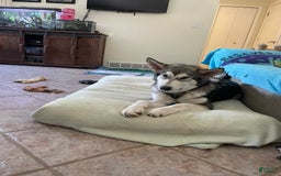 Alaskan Malamute dogs for sale: Nita - Image 4