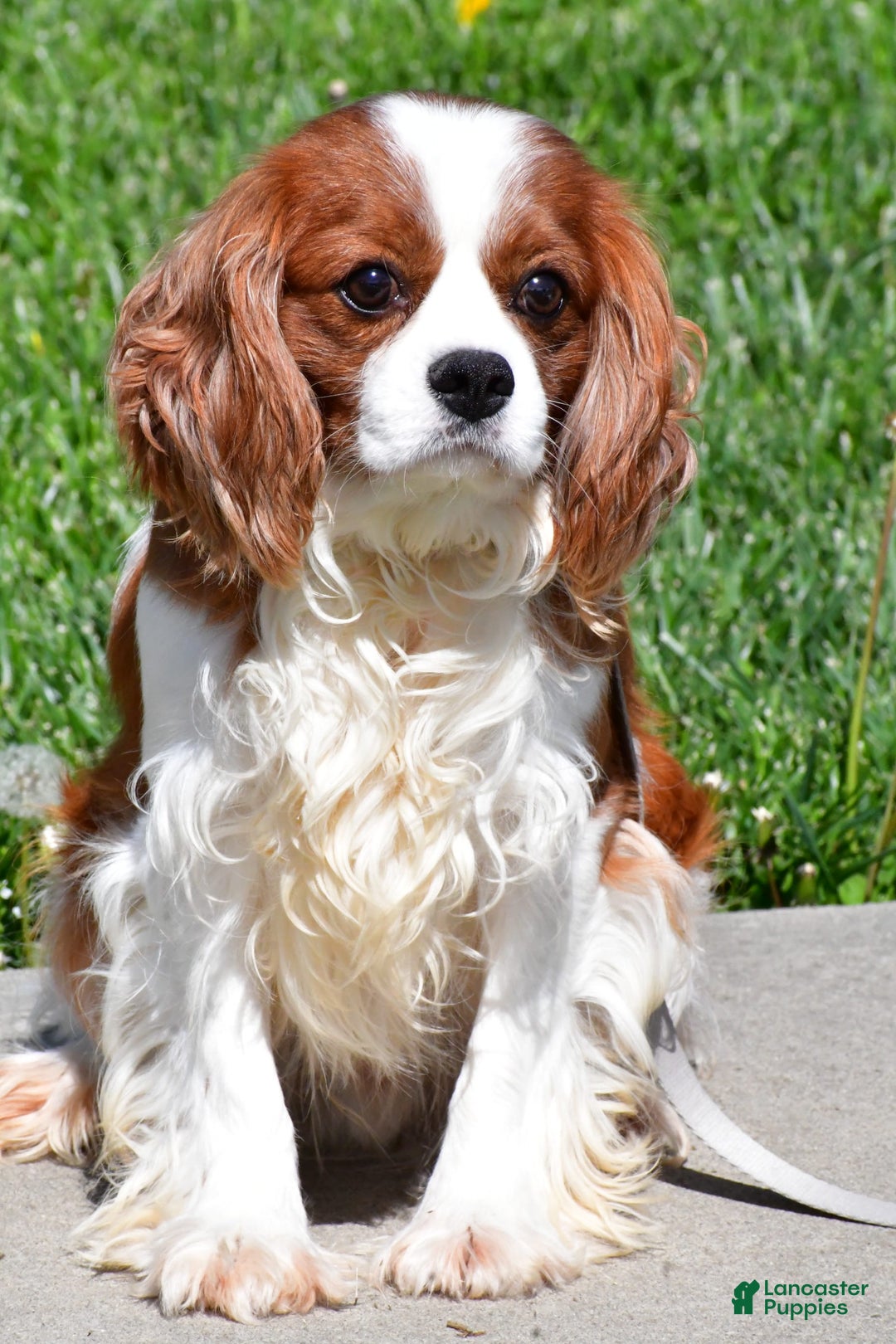 Cavachon dogs for sale: Buddy - Image 9