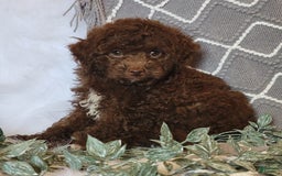 Cockapoo dogs for sale: Willy - Image 7