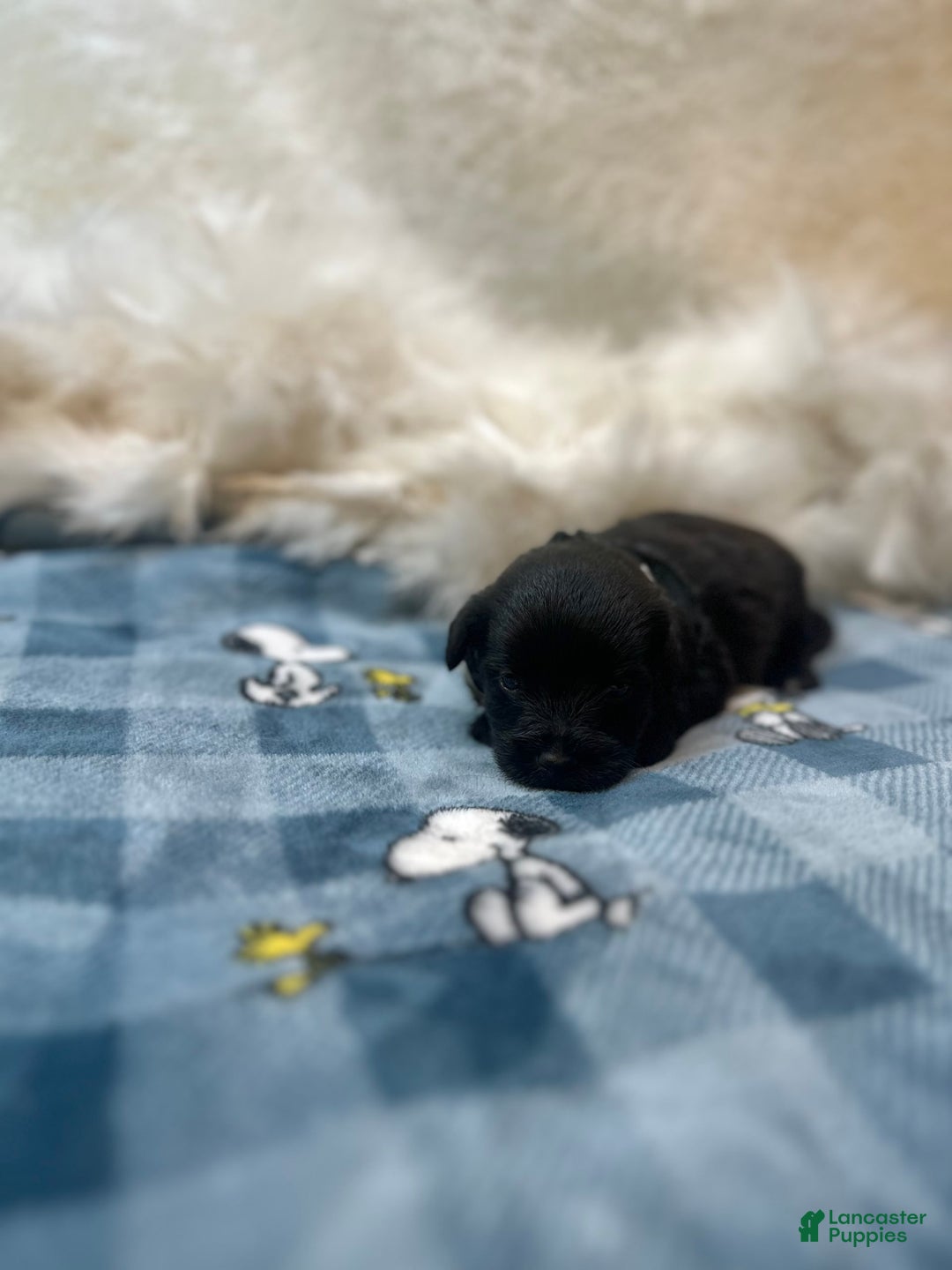 Morkie dogs for sale: Asa - Image 9