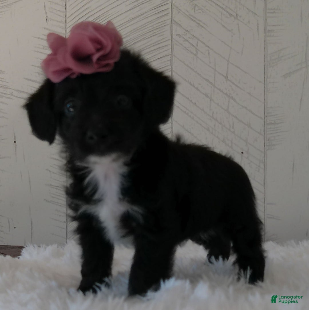 Yorkiepoo dogs for sale: Allie - Image 4
