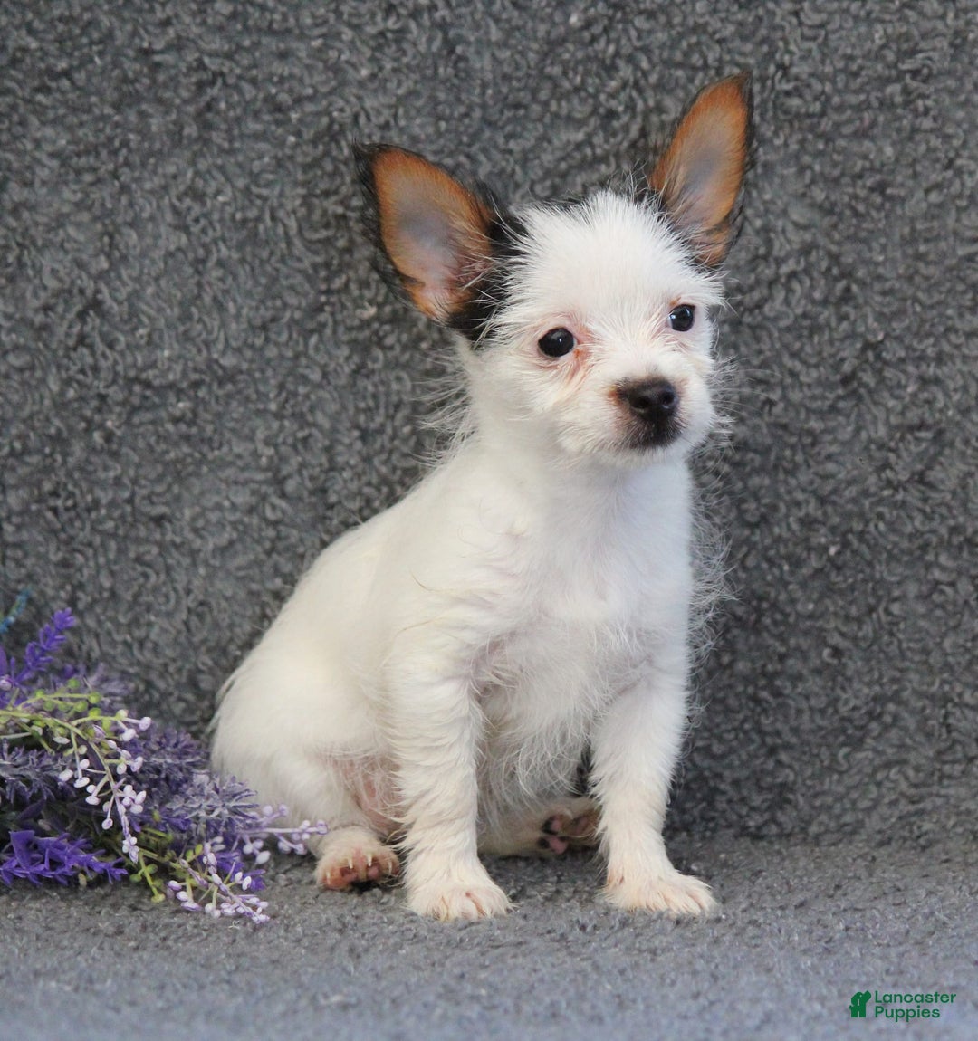 Yorkshire Terrier dogs for sale: Tessa - Image 3