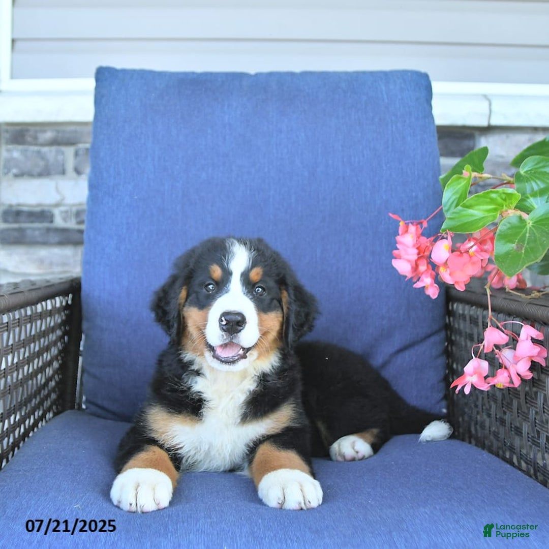 Bernese Mountain Dog dogs for sale: Bailey - Image 4