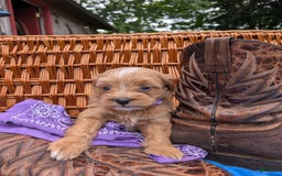 Mini Bernedoodle dogs for sale: Bella B. - Image 9