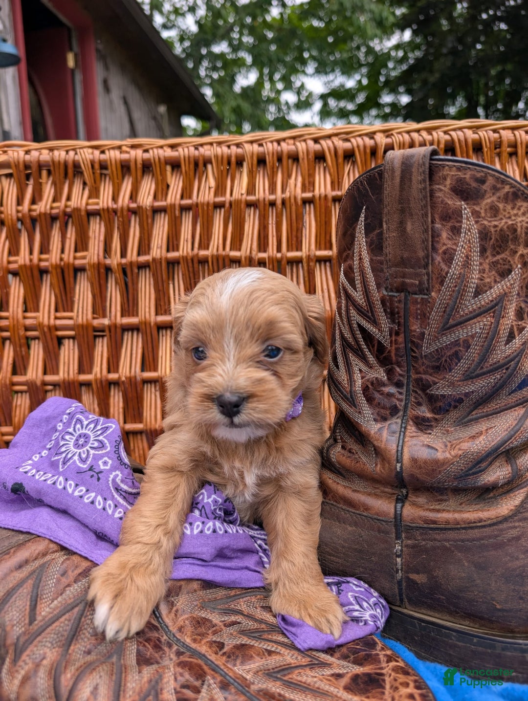 Mini Bernedoodle dogs for sale: Bella B. - Image 9
