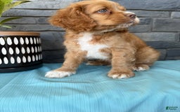 Cocker Spaniel dogs for sale: Tommy - Image 4