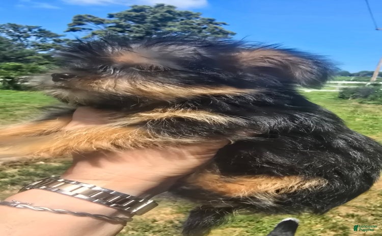 Yorkshire Terrier dogs for sale - Ad 4