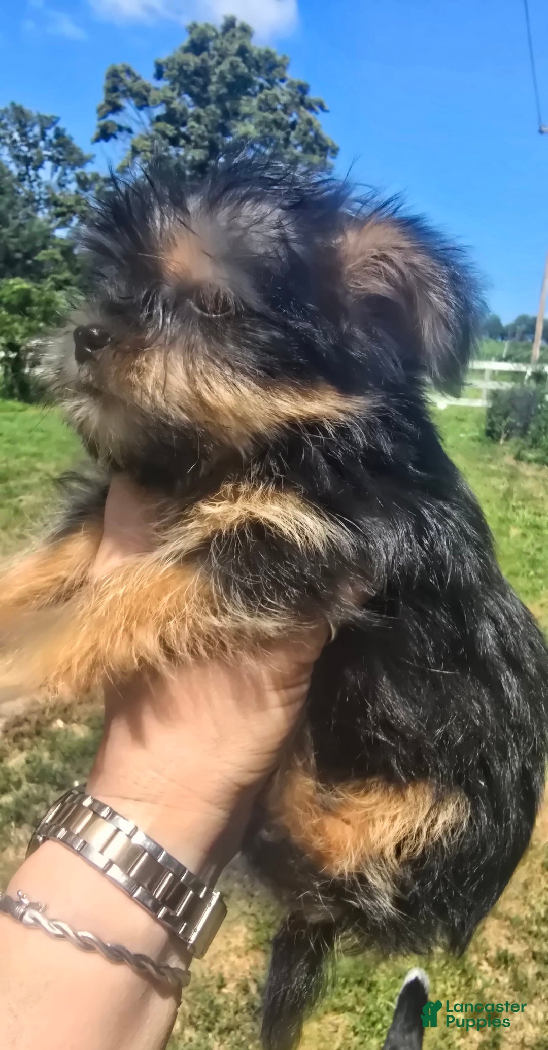 Yorkshire Terrier dogs for sale: Spike - Image 1